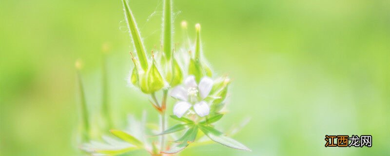 老鹤草是什么味道 老鹤草是什么