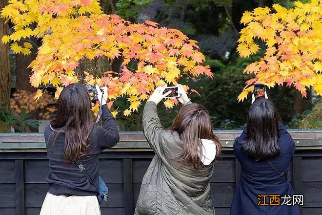 日本宣布入境旅游无需核酸和导游，自由行开放了吗？