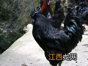 哈尔滨哪里可以买到乌鸡