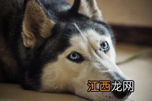 哈士奇是什么品种的狗