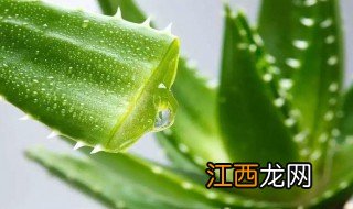 芦荟的气味 芦荟的气味是什么