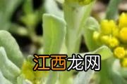 草莓能不能放冰箱 草莓不放冰箱一晚上会坏吗