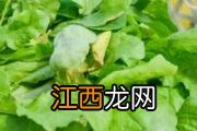 野菜包饺子需要焯水吗 野菜焯水多久合适