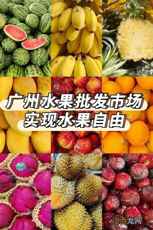 广州哪里买水果便宜