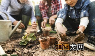 茶花怎样插活 快速简单插活茶叶花的方法