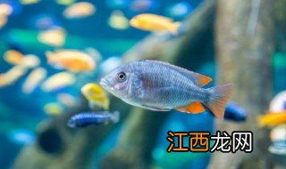 家里的鱼池适合养什么鱼 客厅鱼池适合养什么鱼