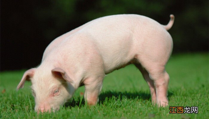 特种养殖许可证怎样办 特种养殖项目有哪些