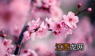 白梅花的功效与作用及禁忌 白梅花有什么的功效与作用及禁忌