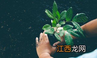 如何在家种植植物？ 怎么在家种植物