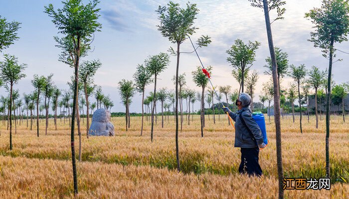 露娜润杀菌剂农药能治什么病 露娜森杀菌剂不能和什么混配