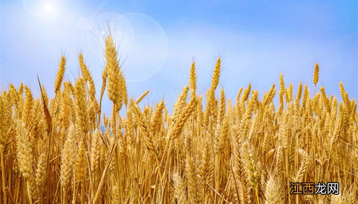 弱春性高产小麦品种有哪些? 弱春性高产小麦品种