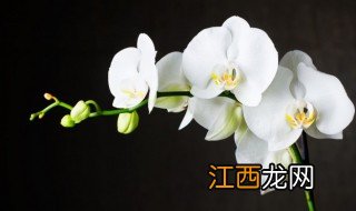 冬季养兰花的具体方法 冬天室内怎么养好兰花