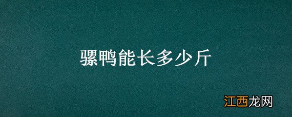 骡鸭长什么样 骡鸭能长多少斤