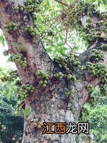 广州市路边的树是什么树