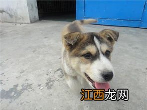 哈士奇和黑背哪个好