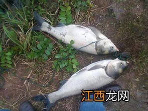 海竿钓鲢鳙鱼如何调漂