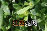 苦瓜凉拌用焯水吗 苦瓜不焯水可以吃吗