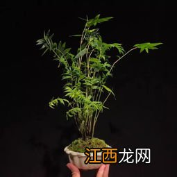 贵妃竹怎么养