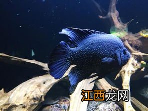 海里什么鱼好吃