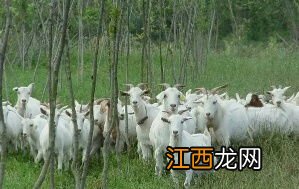 贵州养殖山羊怎么样