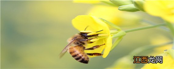 野外找胡蜂最快方法 怎么快速野外找蜂