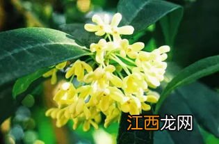 桂花零下几度不怕泠