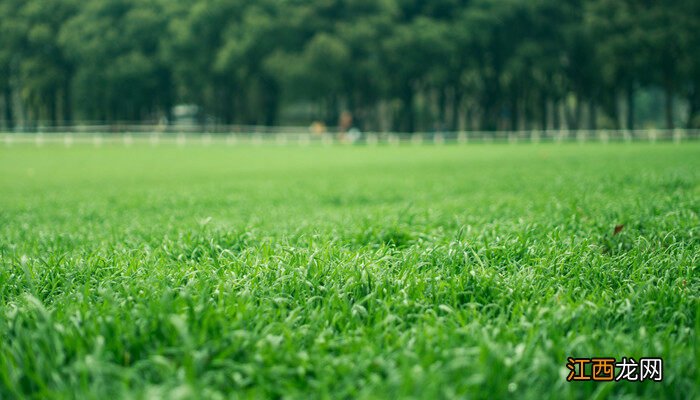 一斤草籽能种多少平方? 一斤草籽能种多少平方