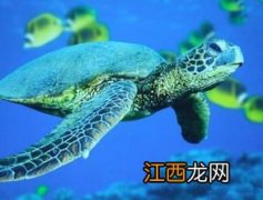 海龟的资料