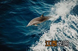 海豚湾在哪里