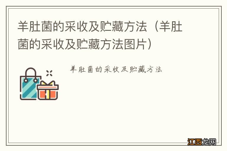 羊肚菌的采收及贮藏方法图片 羊肚菌的采收及贮藏方法