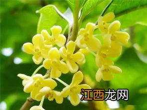 桂花是什么花