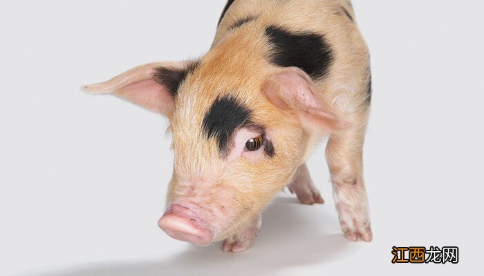 群猪咬一头猪用什么药 一圈猪为什么突然咬一头猪