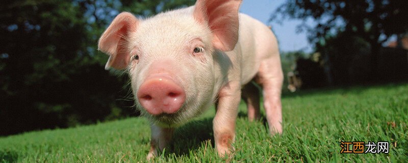 群猪咬一头猪用什么药 一圈猪为什么突然咬一头猪