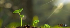 植物生长的三要素是什么?适宜的温度 植物生长的三要素是什么?