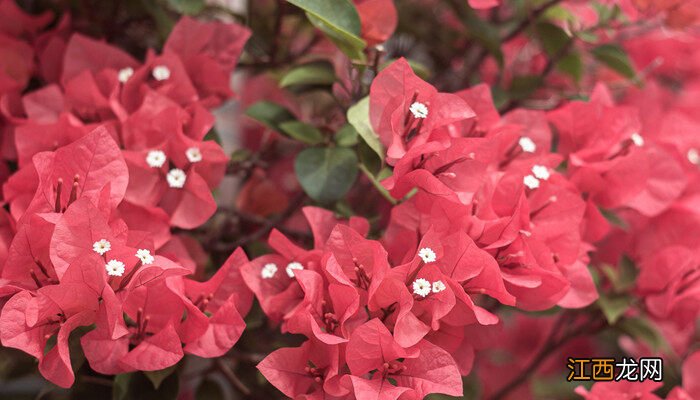 三角梅的花是叶子还是花 三角梅的花