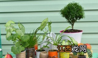 干燥客厅适合养哪些植物 客厅干燥养什么植物