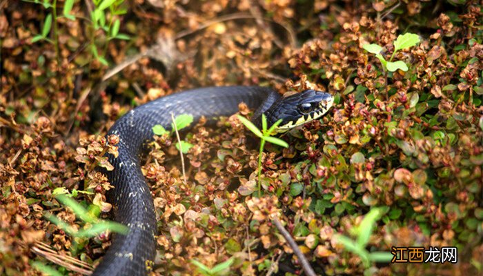 白环蛇和银环蛇的区别图片 白环蛇和银环蛇的区别