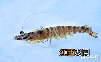 广东草虾的养殖方法