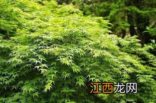 哈尔滨常用绿化园林树种