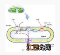 光合作用过程中的电子传递问题