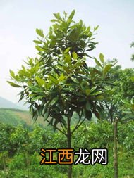 广玉兰的名称来历