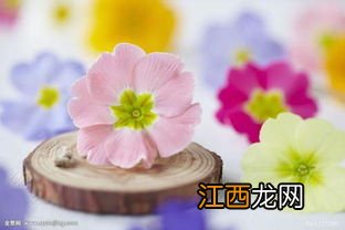 光盘花了如何修复