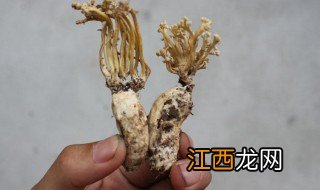 蝉花怎么洗 洗干净蝉花的步骤