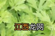 吃花胶能下奶吗 花胶很腥是不是不好