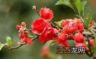 海棠花象征什么