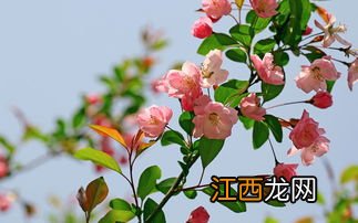 海棠花象征什么