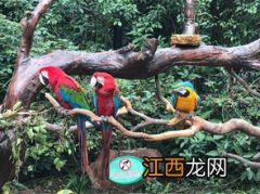 广州番禺长隆动物园有什么好玩的