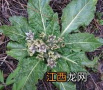 海参和茄参如何区别