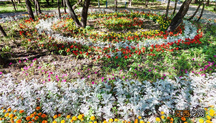 最香的兰花品种排名 最香的兰花品种