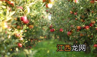 苹果盆栽如何进行水肥管理 盆栽苹果怎样施肥和管理